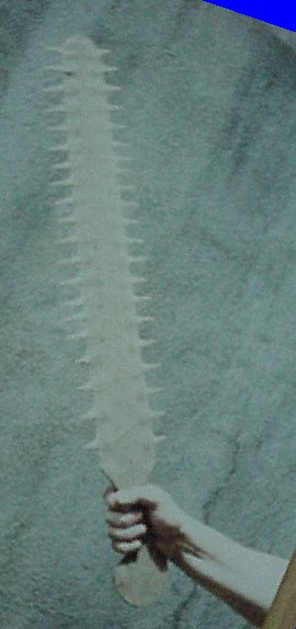 sawfishweapon.jpg